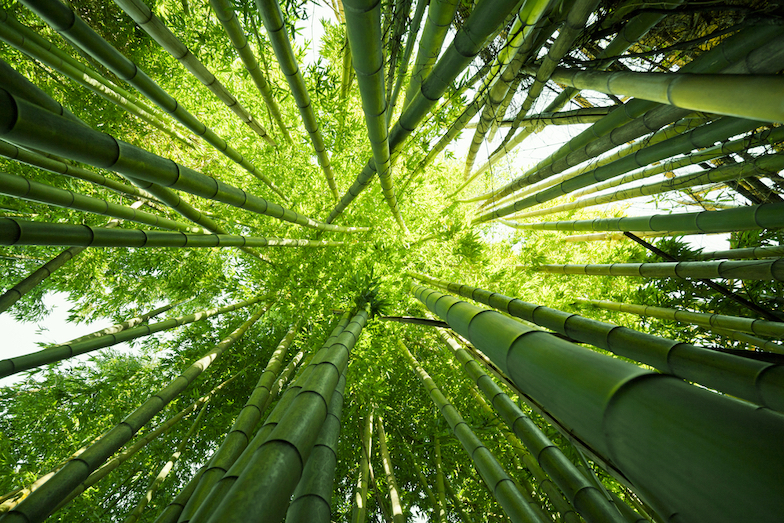 Bambus nahrazuje plasty i obaly. Je ale více ekologický?
